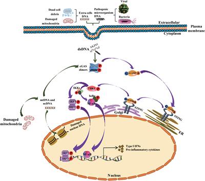 Trafficking and effect of released DNA on cGAS-STING signaling pathway and cardiovascular disease